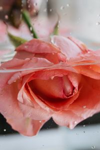 Kaboompics - Coral Rose at the Waterline with a Dark Reflection