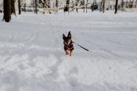 Kaboompics - Small Dog Running Toward the Camera on a Snowy Park Path