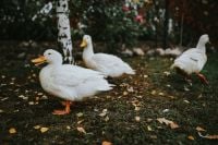 Kaboompics - White ducks on the grass