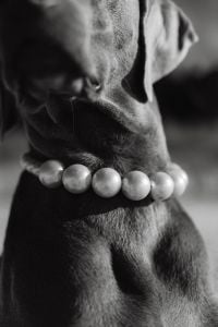 Kaboompics - Canine Couture - Paws and Style
