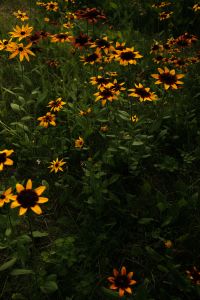 Kaboompics - Orange and Yellow Rudbeckia Flowers Growing in a Wild Summer Garden