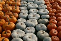 Kaboompics - Rows of Orange and Pale Blue Pumpkins