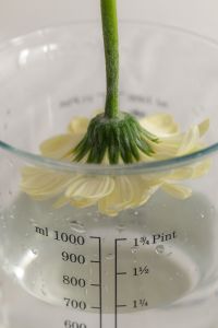 Kaboompics - White Gerbera Stem in a Glass Measuring Cup