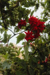 Kaboompics - Vibrant Shades of Red Roses in the Garden