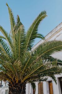Kaboompics - Close-Up of Palm Canopy Over Mediterranean Rooftops