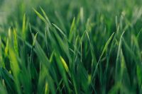 Kaboompics - Close-ups of green grass