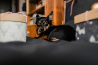 Kaboompics - Small Black Dog Lying between Festive Gift Boxes