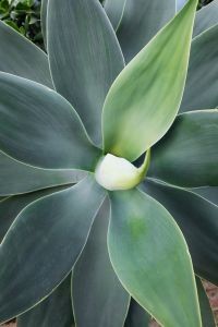 Kaboompics - Close Up Green Agave Leaves