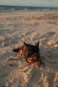 Kaboompics - Brown Dog Resting on Beach with Blurred Sea at Sunset