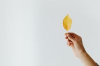 Kaboompics - Single Yellow Leaf with Copy Space for Autumn Campaign Design
