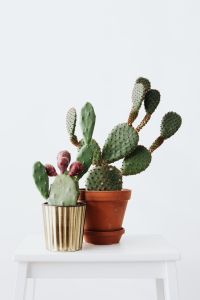 Kaboompics - Potted Prickly Pear Cactus With Flat Green Pads