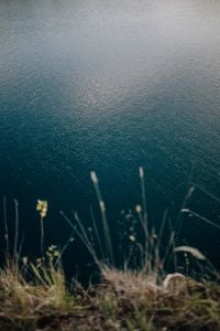 Kaboompics - Vertical Close-Up of Water Ripples Behind Shoreline Reeds