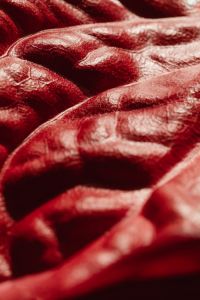 Kaboompics - Ridged Red Leaf Macro with Prominent Veins and Shallow Focus