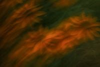 Kaboompics - Orange Floral Motion Blur Background