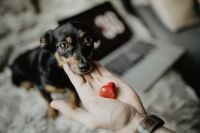Kaboompics - Small treat for a cute dog