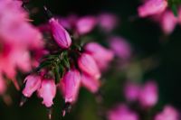 Kaboompics - Pink Heather Buds and Blossoms with Open Dark Green Copy Space, Horizontal Botanical Wallpaper
