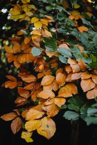 Kaboompics - Dense Copper and Green Autumn Foliage Filling the Frame