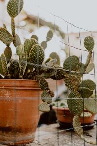 Kaboompics - Opuntia in a ceramic pot