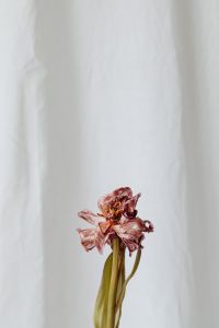 Kaboompics - Small Dried Pink Flower Against White Fabric