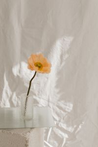 Kaboompics - Floral Still Life on White Fabric