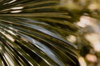 Kaboompics - Palm Leaves Across Botanical Garden Greenery
