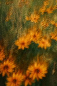Kaboompics - Orange Flower Motion Blur on Green