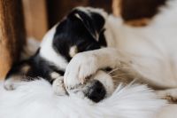 Kaboompics - Black and White Dog Napping with Paw Covering Face