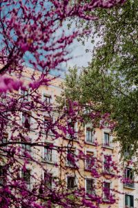 Kaboompics - Judas trees in blossom at springtime in Madrid, Spain