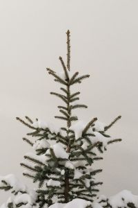 Kaboompics - Snow-Covered Young Fir Tree Against a White Wall