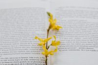Kaboompics - Close-Up of Yellow Blossoms on Open Book Pages for Spring Reading Themes