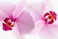 Kaboompics - Orchid Close Up With Soft Light And Shallow Depth Of Field