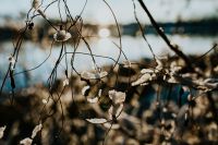 Kaboompics - Close-ups of snowy trees