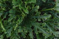 Kaboompics - Textured Squash Leaves Filling the Frame in a Home Vegetable Garden