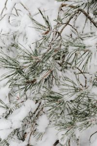 Kaboompics - Fresh Snow Resting On Evergreen Pine Needles