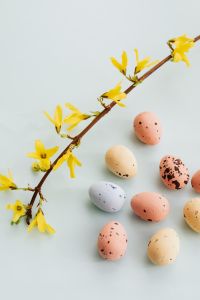 Kaboompics - Easter Eggs & Forsythia