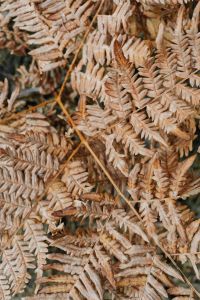 Kaboompics - Dry Fern Fronds on a Forest Floor