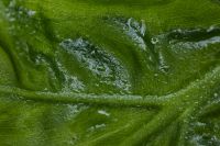 Kaboompics - Alocasia Leaf Macro Wallpaper Texture