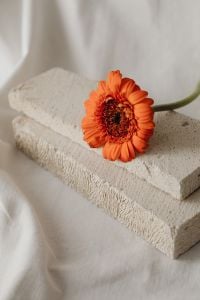 Kaboompics - Delicate Flower Arrangement against a Light Textile Background