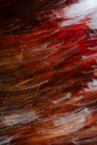 Kaboompics - Motion Blur Red Leaves Abstract Background