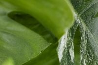 Kaboompics - Close-Up Green Leaf Veins and Texture