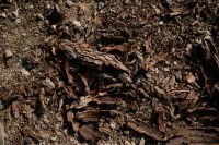 Kaboompics - Decaying Wood and Bark Texture on an Autumn Forest Floor