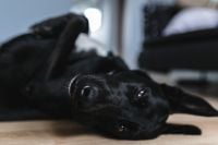 Kaboompics - Close-Up Portrait of Black Dog Resting on Wooden Floor