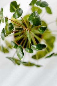 Kaboompics - Pilea peperomioides, money plant
