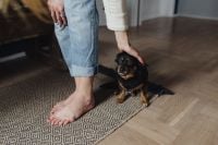 Kaboompics - Petting the little cute dog