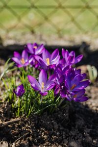 Kaboompics - Purple crocuses blooming in spring