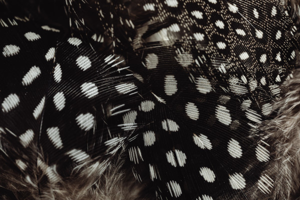 Spotted Feather Background with a Soft Gray Edge. Ideal for quail and ...