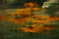 Kaboompics - Orange Flowers Blurred Across a Dark Background