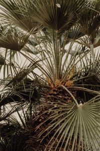 Kaboompics - Fan Palm Leaves with Clusters of Seed Pods
