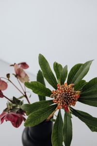 Kaboompics - Protea Bloom with Soft-Focus Burgundy Hellebores