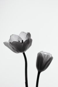 Kaboompics - Two Tulips Minimal Composition Monochrome Floral Aesthetic